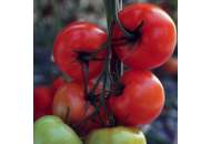 Камри F1 - томат индетерминантный, 1000 семян, Rijk Zwaan Голландия фото, цена